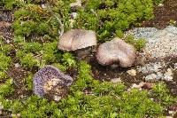 Cortinarius subolivascens image