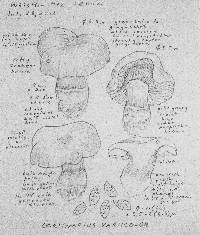 Cortinarius subolivascens image