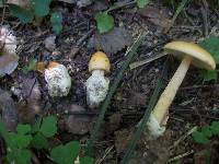 Amanita crocea image