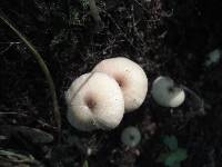 Entoloma subserrulatum image