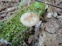 Entoloma strictius image