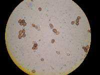 Agaricus crocodilinus image