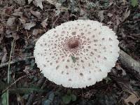 Macrolepiota mastoidea image