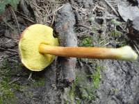 Boletus fraternus image