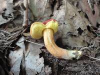 Boletus rubellus image