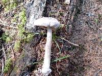 Amanita sect. Vaginatae image