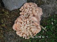 Laetiporus cincinnatus image