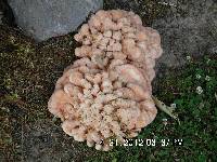 Laetiporus cincinnatus image