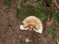 Amanita amerirubescens image