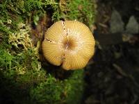 Entoloma formosum image