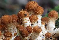 Pholiota squarrosoides image