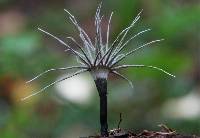 Xylaria tentaculata image