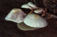 Hypholoma subviride image