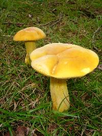 Boletus auripes image