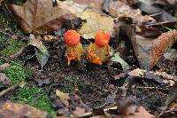 Calostoma cinnabarinum image