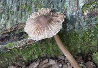 Inocybe asterospora image