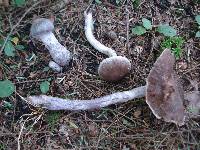 Cortinarius evernius image