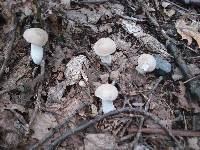 Boletus pallidus image