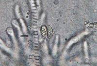 Gloeocantharellus purpurascens image