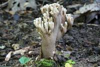 Ramaria grandis image