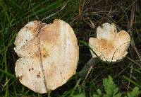 Rhodocollybia maculata image