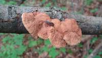 Hapalopilus nidulans image
