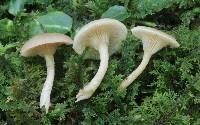 Clitocybe subbulbipes image