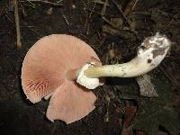 Agaricus placomyces image