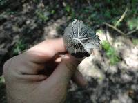 Pluteus americanus image