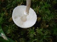 Lepiota cristata image