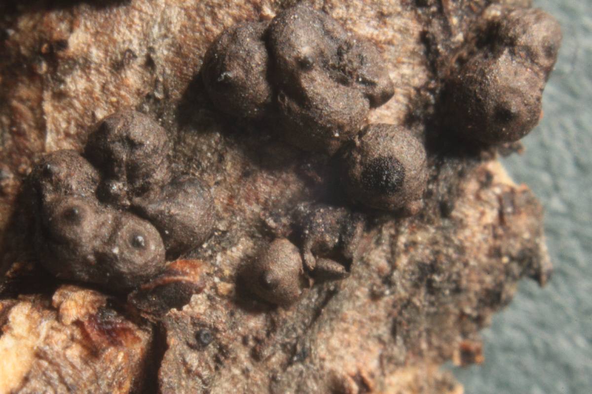 Rosellinia diathrausta image