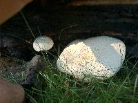 Neolentinus ponderosus image