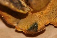 Suillus tomentosus image