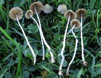 Conocybe apala image