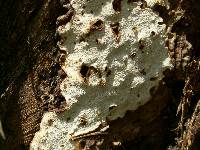Heterobasidion annosum image