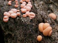 Lycogala epidendrum image