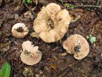 Russula eccentrica image