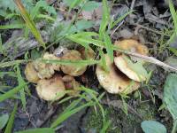 Pholiota angustipes image