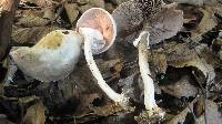 Agaricus silvicola image