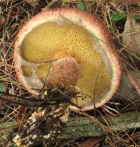 Suillus spraguei image