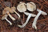 Tricholoma inamoenum image