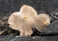 Pluteus longistriatus image