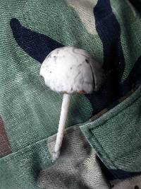 Panaeolus semiovatus image