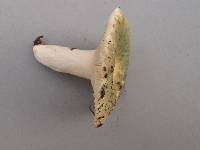 Russula parvovirescens image