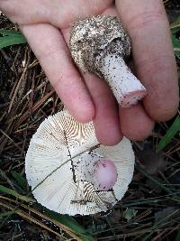 Amanita mutabilis image