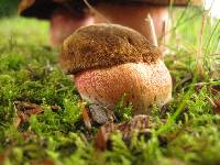 Boletus luridiformis image