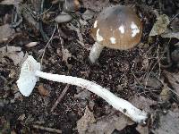 Amanita elongatior image