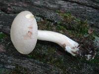 Boletus pallidus image