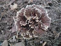 Thelephora caryophyllea image