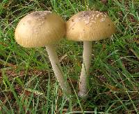 Amanita borealisorora image